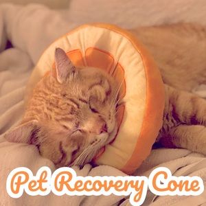 Pet Recovery Cone